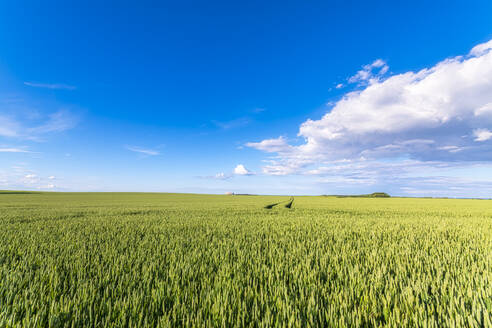 UK, Schottland, East Lothian, Weizen (Triticum) Feld an einem sonnigen Tag - SMAF01272