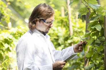 Researcher in a laboratory coat examining plants outside - SGF02393