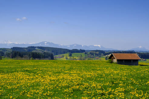 Gelbe Wiese mit Bergen im fernen Hintergrund, Marktoberdorf, Bayern, Deutschland - LBF02607