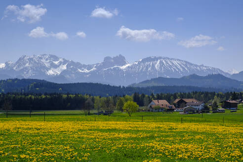 Gelbe Wiese auf dem Lande mit Dorfhäusern und Alpen im Hintergrund, Seeg, Bayern, Deutschland - LBF02608