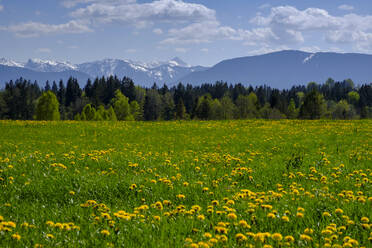 Blühender Löwenzahn auf einer Sommerwiese mit den Alpen im Hintergrund, Schonberg, Bayern, Deutschland - LBF02609