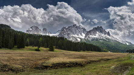 Wald vor den Bergen Elferkofel und Sextener Rotwand, Südtirol, Italien - STSF02074