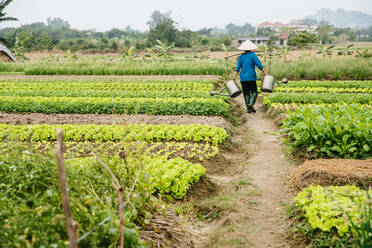 Farmer carrying water in rural crop field - BLEF09026