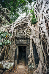 Baum wächst über Ruinen in Angkor Wat, Siem Reap, Kambodscha - BLEF09055