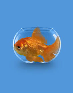 Goldfisch schwimmt in einem kleinen Becken - BLEF09124