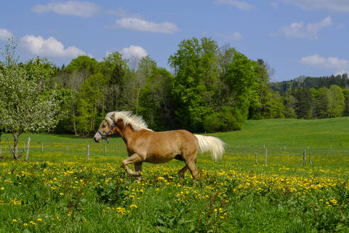 Braunes Haflingerpferd auf einer Sommerwiese, Bad Heilbrunn, Bayern, Deutschland - LBF02610