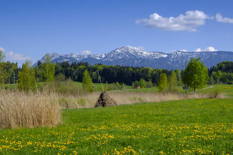 Heutrocknung auf einer ländlichen Wiese mit den Alpen im Hintergrund, Murnau, Bayern, Deutschland, lizenzfreies Stockfoto