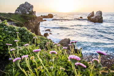 Blumen auf Felsen am Meer - BLEF09409