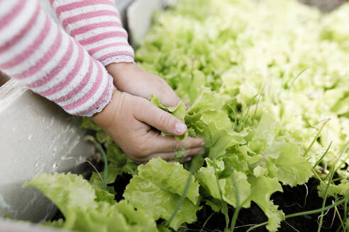 Close-up of girl's hands touching lettuce in a raised bed - KMKF01001