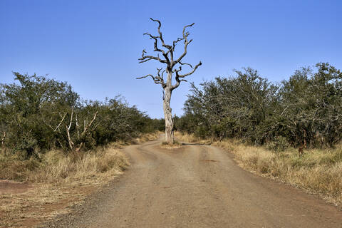 Kahler Baum auf der Straße gegen den klaren Himmel im Krüger-Nationalpark, Südafrika, lizenzfreies Stockfoto