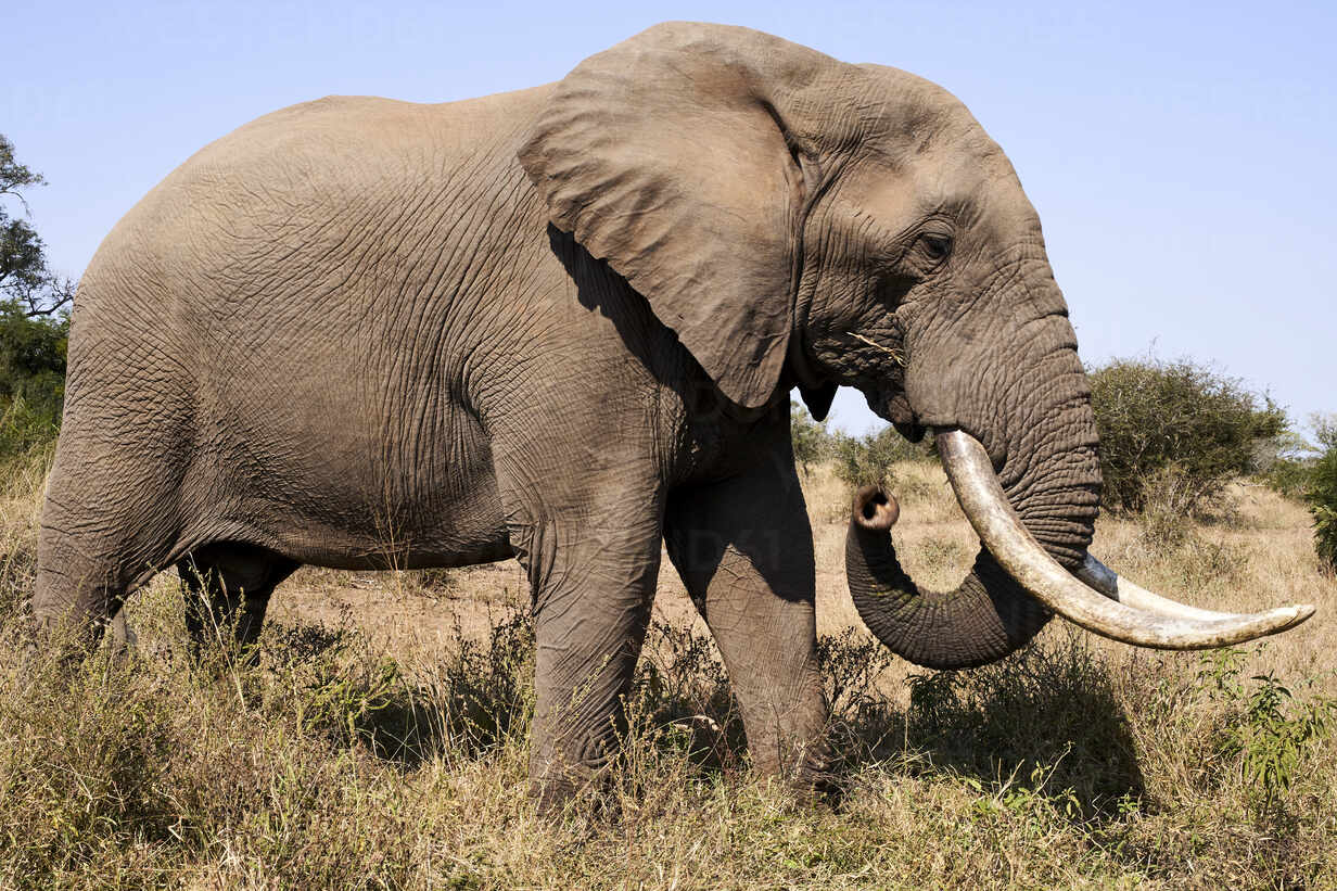 Stegotetrabelodon Primitive Elephant Side Profile High-Res Vector Graphic -  Getty Images