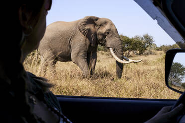 Ausgeschnittenes Bild einer erwachsenen Frau, die einen Elefanten beim Autofahren im Krüger-Nationalpark, Südafrika, beobachtet - VEG00405