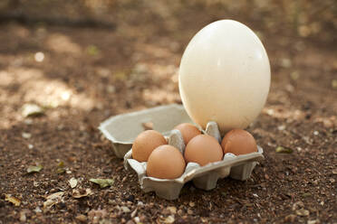 Weiße und braune Eier in Kartons an Land - VEG00406