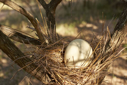 Nahaufnahme eines Straußeneis im Nest im Kruger National Park - VEG00411