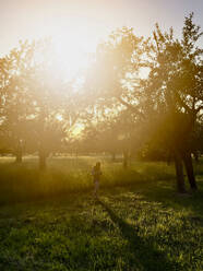 Apple trees and girl in backlight - LVF08148
