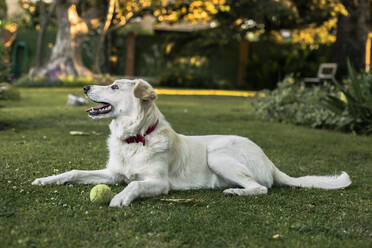 Weißer Hund mit Tennisball auf der Wiese im Garten liegend - ACPF00561