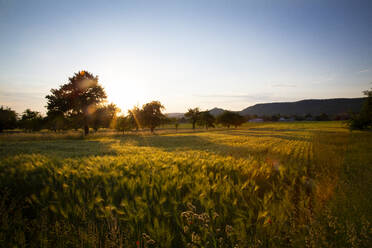 Feld bei Sonnenuntergang - LVF08168