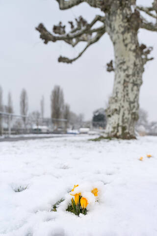 Deutschland, Baden-Württemberg, Gelbe Krokusse mit Schnee bedeckt, lizenzfreies Stockfoto