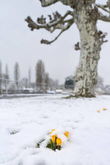 Deutschland, Baden-Württemberg, Gelbe Krokusse mit Schnee bedeckt - SHF02195