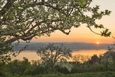 Deutschland, Baden-Württemberg, Bodensee und Bäume bei Sonnenaufgang - SHF02199