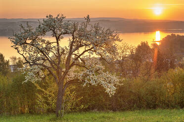 Deutschland, Baden-Württemberg, Bodensee und Bäume bei Sonnenaufgang - SHF02200