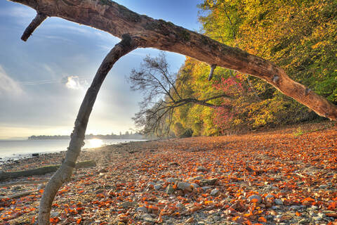 Deutschland, Baden Württemberg, Herbstbäume am Bodensee, lizenzfreies Stockfoto