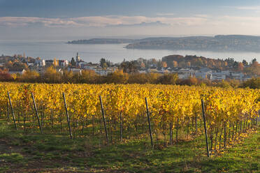 Deutschland, Baden-Württemberg, Uberlingen, Weinberg im Herbst, Bodensee im Hintergrund - SHF02214