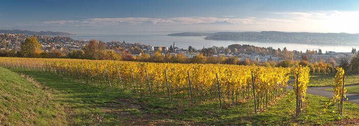 Deutschland, Baden-Württemberg, Uberlingen, Weinberg im Herbst, Bodensee im Hintergrund - SHF02215