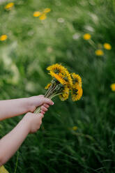 Little girl's hand holding dandelions - OGF00025
