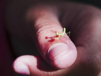 Close up of praying mantis on finger of girl - BLEF09698