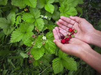 Gemischtrassiges Mädchen pflückt Erdbeeren - BLEF09708