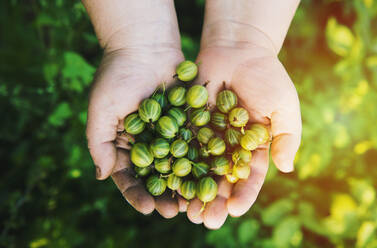 Close up of hands holding gooseberries - BLEF09789