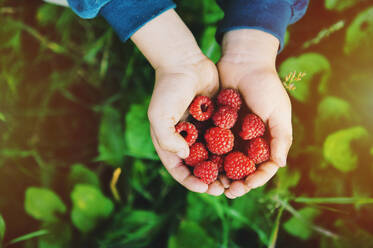 Nahaufnahme von Händen mit Himbeeren - BLEF09790