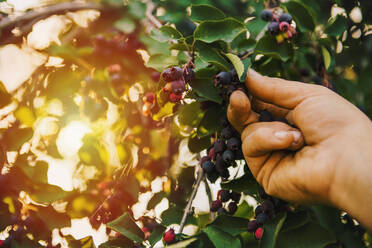 Low angle view of hand picking blueberry - BLEF09791