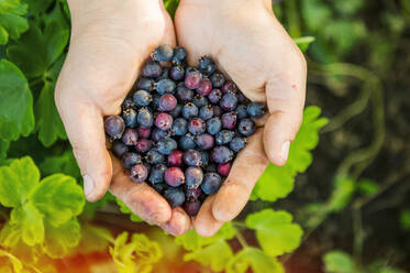 Hohe Winkelansicht von Händen, die Blaubeeren halten - BLEF09793