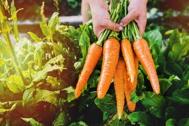 Hände halten Karotten im Garten - BLEF09794