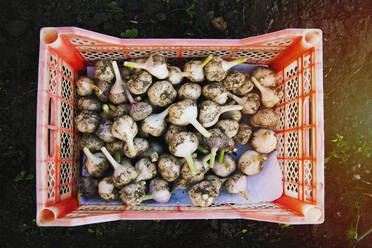 Kiste mit Knoblauchzwiebeln im Garten - BLEF09796