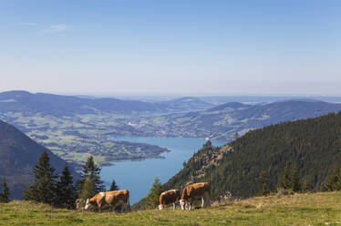 Cows grazing on Schafberg against blue sky - GWF06178
