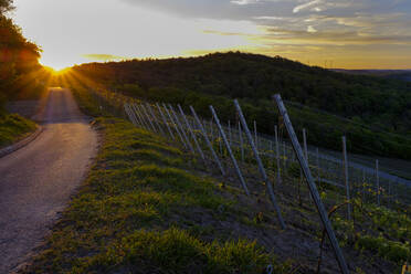 Leere Straße am Zaun eines Weinbergs gegen den Himmel bei Sonnenaufgang - LBF02644