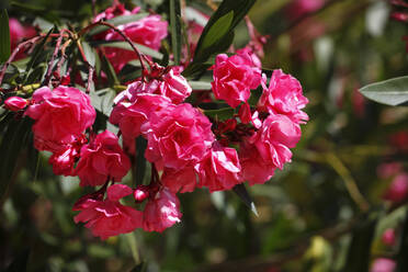 Nahaufnahme von frisch blühenden rosa Oleanderblüten im Freien - JTF01267