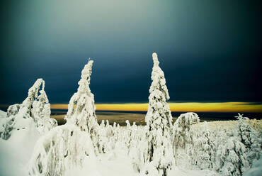 Snowy trees in remote forest - BLEF09938