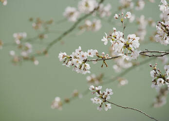 Close up delicate pink cherry blossoms on branch - FSIF04012