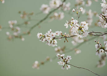 Close up zarten rosa Kirschblüten auf Zweig - FSIF04012