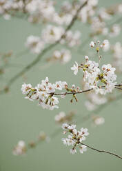 Close up delicate pink cherry blossoms on branch - FSIF04032