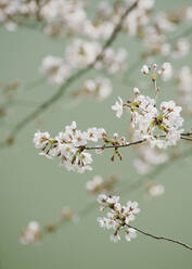 Close up zarten rosa Kirschblüten auf Zweig - FSIF04032