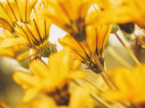 Extreme close up orange flowers stock photo