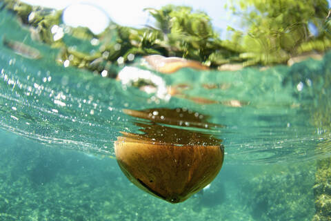 Im tropischen Ozean schwimmende Kokosnuss, Puerto Vallarta, Jalisco, Mexiko, lizenzfreies Stockfoto