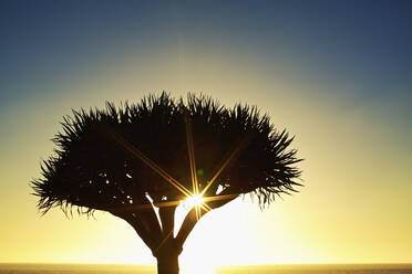 Die Sonne scheint hinter der Silhouette eines Baumes, Encinitas, Kalifornien, USA - FSIF04212
