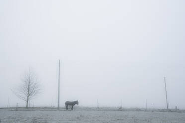 Esel in ruhiger, nebliger Weide, Wiendorf, Mecklenburg, Deutschland - FSIF04234