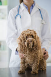 Caucasian veterinarian examining dog - BLEF10149